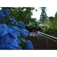 本土寺（あじさい寺）の写真・動画_image_247579