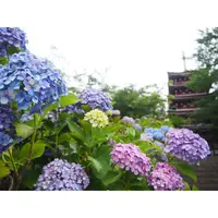 本土寺（あじさい寺）の写真・動画_image_247580