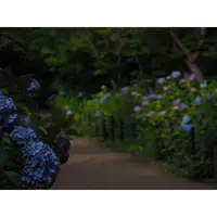 本土寺（あじさい寺）の写真・動画_image_247581
