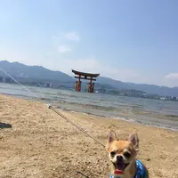 宮島（厳島）の写真・動画_image_248186