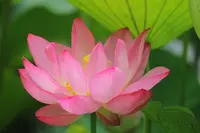 伊賀八幡宮の写真・動画_image_248678