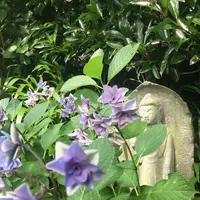 長谷寺の写真・動画_image_248799