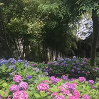 長谷寺の写真・動画_image_248801