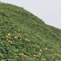 利尻島の写真・動画_image_249915