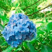 新宿御苑の写真・動画_image_250188