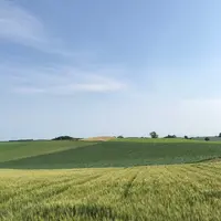 ケンとメリーの木の写真・動画_image_250883