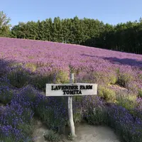 ケンとメリーの木の写真・動画_image_250884