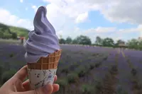 ファーム富田の写真・動画_image_251724