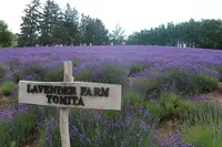 ファーム富田の写真・動画_image_251726