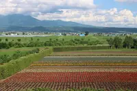 ファーム富田の写真・動画_image_251727