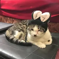 カフェアルルの写真・動画_image_251939