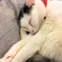 カフェアルルの写真・動画_image_251942