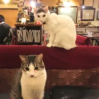 カフェアルルの写真・動画_image_251943
