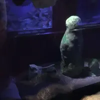 碧南市青少年海の科学館・碧南海浜水族館の写真・動画_image_252081