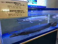 碧南市青少年海の科学館・碧南海浜水族館の写真・動画_image_252084