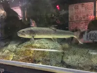 碧南市青少年海の科学館・碧南海浜水族館の写真・動画_image_252089