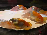 コレド室町1の写真・動画_image_252245