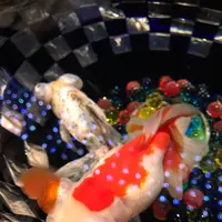 コレド室町1の写真・動画_image_252247