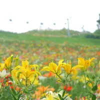 ダイナランドの写真・動画_image_253707