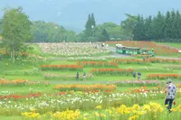 ダイナランドの写真・動画_image_253710