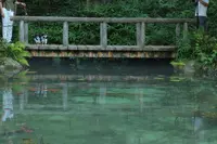 モネの池（名もなき池）の写真・動画_image_253712