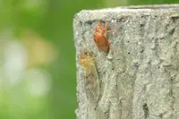 モネの池（名もなき池）の写真・動画_image_253713