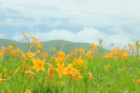 車山高原のニッコウキスゲの写真・動画_image_253739
