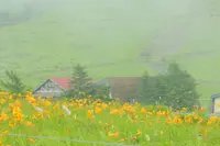 車山高原のニッコウキスゲの写真・動画_image_253740