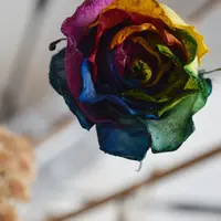 Dear, Folks & Flowersの写真・動画_image_253950