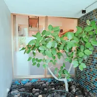 Caffè BROWNS insalata verdeの写真・動画_image_255147
