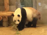 上野動物園の写真・動画_image_256155