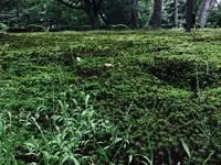 兼六園の写真・動画_image_257278