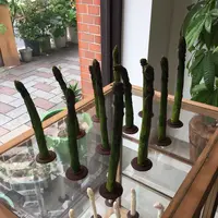 Artichoke chocolateの写真・動画_image_258271