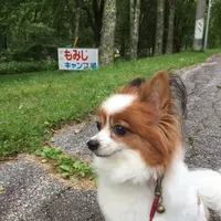 もみじ平キャンプ場の写真・動画_image_258323