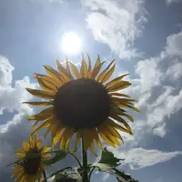 もみじ平キャンプ場の写真・動画_image_258324