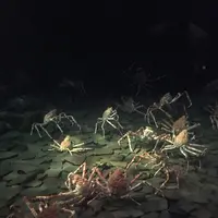 アクアマリンふくしまの写真・動画_image_258849
