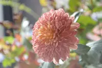 from afar（フロムアファー ）の写真・動画_image_261898