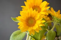 from afar（フロムアファー ）の写真・動画_image_261899