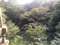 等々力渓谷の写真・動画_image_263368