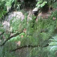 等々力渓谷の写真・動画_image_263371
