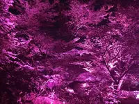 御船山楽園の写真・動画_image_265504