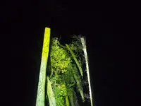 御船山楽園の写真・動画_image_265506