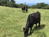 隠岐の島町沿岸の写真・動画_image_266467