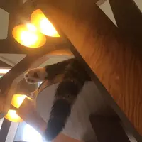 猫カフェ MoCHA（モカ）秋葉原店の写真・動画_image_267928