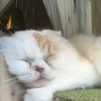 猫カフェ MoCHA（モカ）秋葉原店の写真・動画_image_267930