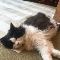 猫カフェ MoCHA（モカ）秋葉原店の写真・動画_image_267931