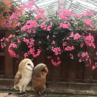 松江フォーゲルパークの写真・動画_image_267953