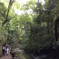 等々力渓谷の写真・動画_image_268677