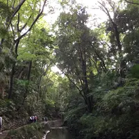 等々力渓谷の写真・動画_image_268678