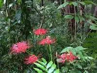 等々力渓谷の写真・動画_image_268679